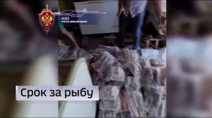 Сотрудники ФСБ задержали жителей Тюменской области за вылов краснокнижной рыбы