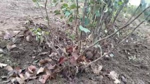 Клоновый подвой груши "Айва ВА 29". Особенности отделен?