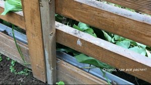 409. Как отделить сад от огорода