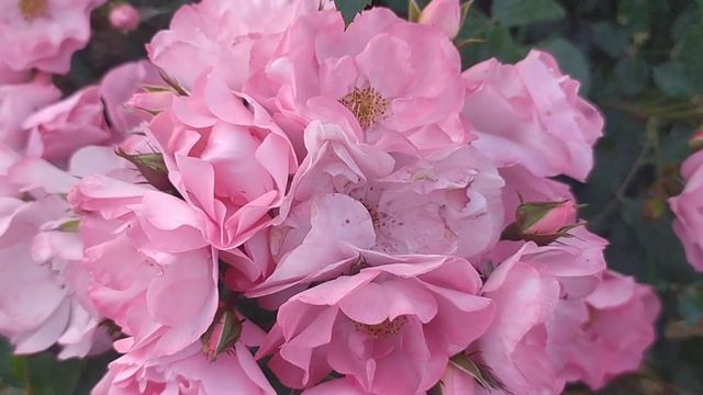 23.05.2024г. Обзор розы- флорибунды Jacky's Favorite посадки осень смотреть онлайн