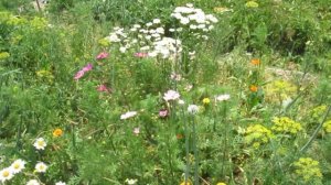 Вкусная Луково-Чесночно-Цветочная клумба в Июле - (Ком?