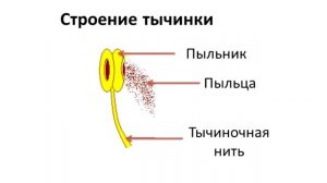 Видео урок по биологии. 7 класс. Строение цветка. Виды о
