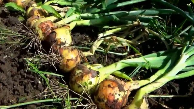 Собрал урожай лука на дачном огороде. 2025 год смотреть онлайн