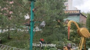 Цветы у дома Июль 2025