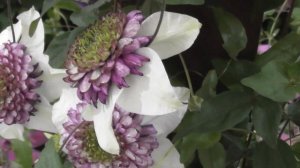 Самый красный, самый синий клематис и ещё 11 сортов Рай?