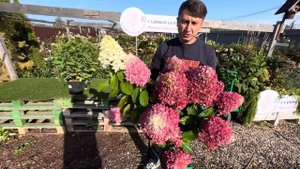 Лучшая низкорослая гортензия в Мире, Little Fraise и Little Fresco,