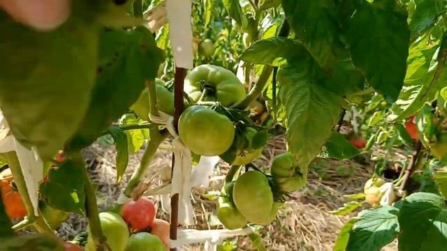 11 часть .Уличные томаты 3 часть смотреть онлайн