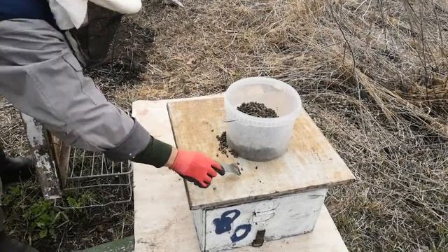 #пасека #пчеловодство ПОДМОР СО ДНА УЛЬЯ 01.05.2021 МИР.ТРУ смотреть онлайн