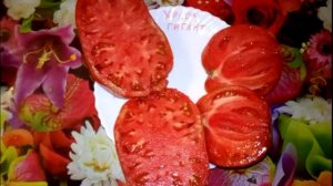 Томат Хохол гигант