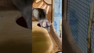 Ветви каких деревьев можно давать шиншилле? Как прави?