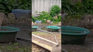 содержание диких белолобых гусей в неволе часть 1