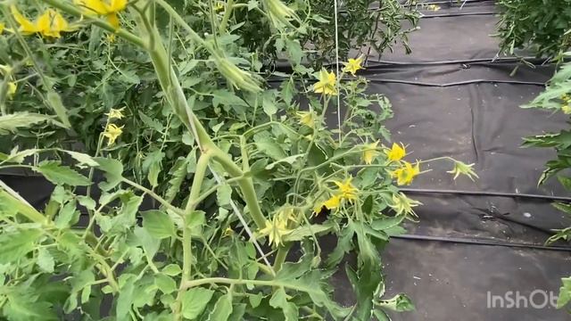 Обзор томатов. Почему не завязываются🍅🌶️ смотреть онлайн