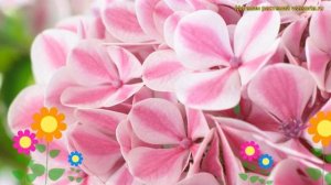 Гортензия крупнолистная Форевер энд эвер пепперминт.