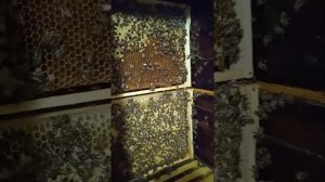 Оптимальный дупляной улей. Заселение.VID 20230720 151252