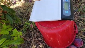 Слива Фортуна (Fortune)