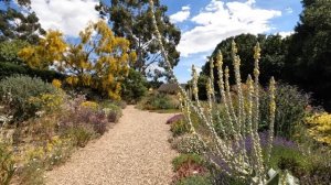 Знаменитый гравийный сад Beth Chatto | Beth Chatto's gravel garden