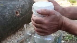 Выращивание грибов, выращиваем грибы вешенка на пнях