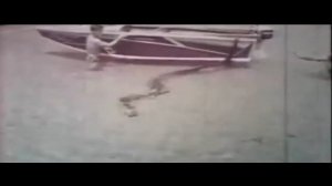 5 СУМАСШЕДШИХ АТАК ЗМЕИ  НА ЧЕЛОВЕКА, СНЯТЫХ НА КАМЕРУ