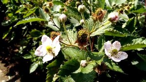 Ежевика сорта чёрная магия, вошито, кедо и ежемалина м?