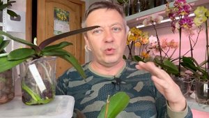ОРХИДЕИ без корней / КАК ЛУЧШЕ - НАРАЩИВАНИЕ корней ор