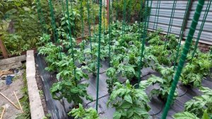 Композитные опоры для помидоров