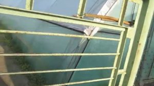 Выращивание укропа в теплице 3