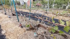 Найкраща мульча для винограду