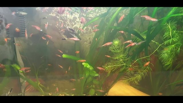 Домашняя миниферма смотреть онлайн