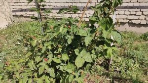 Ежевика Лохнесс и Прайм Арк Фридом сравнение сортов , ?