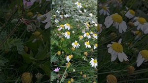 Правда обо мне Юлии Козяровской.