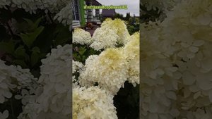"ФАНТОМ" Гортензия Метельчатая #наташинИсерёжинСАД