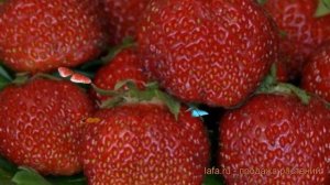 Земляника садовая Камрад-Победитель 🌿 обзор: как саж?