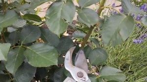 Обрезка чайно гибридных роз после первого цветения.