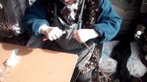 Прививка фундука улучшенной копулировкой в Батькив с?