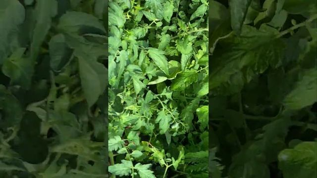 Как я выращиваю помидоры! смотреть онлайн