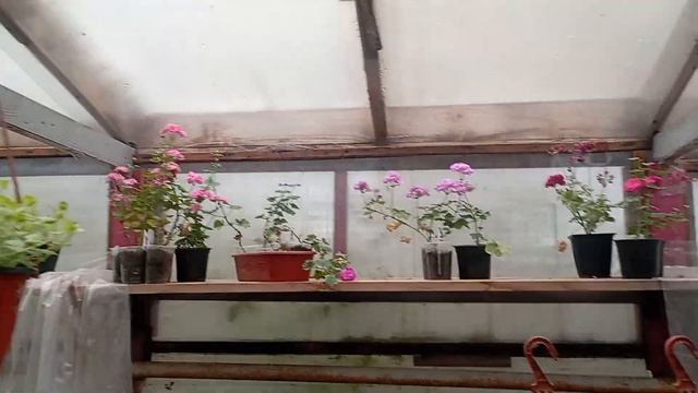 Цветочки в теплице ещё не сдаются! цветут смотреть онлайн