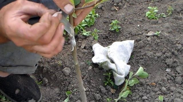 Окулировка. Прививочная лента Buddy Tape