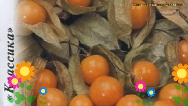 Физалис земляничная Земляничный. Краткий обзор, описа
