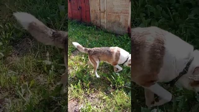 5.08.23.🌺🐴🌲🌤️🦮цветочки,лошадки, ёлочки,небо,собачк? смотреть онлайн