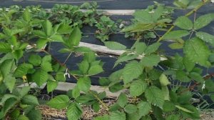 Ежевика Прайм Арк Фридом 4 августа.