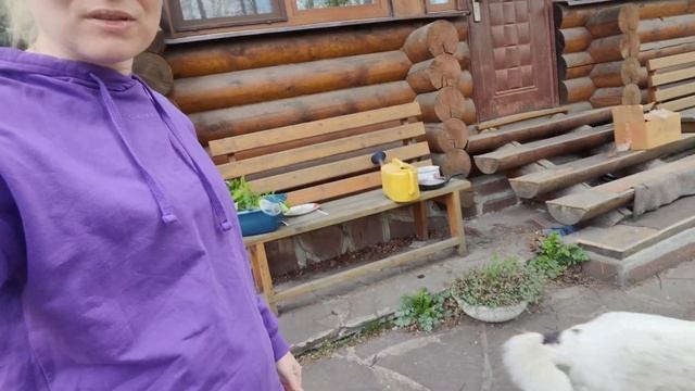 Открываем дачный сезон с американским булли. Плов на #? смотреть онлайн