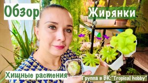 Обзор. ЖИРЯНКИ. Хищные растения. Как они подросли за лето☺️