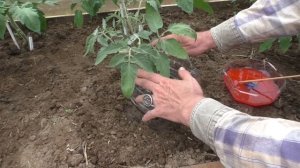 Прикорневая гниль на томатах