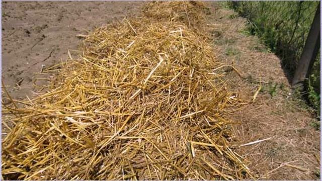 Как вырастить картофель под соломой или сеном смотреть онлайн