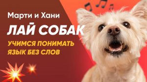 ПОЧЕМУ СОБАКА ЛАЕТ? / УЧИМСЯ ПОНИМАТЬ ЯЗЫК СОБАК БЕЗ СЛОВ / ВИДЫ ЛАЯ / КАК ОТУЧИТЬ СОБАКУ ЛАЯТЬ?