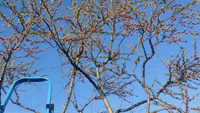 Цветение Персика Посол Мира смотреть онлайн