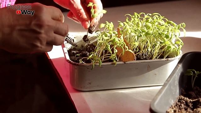 1 Эта Таблетка И Любая Рассада Растет Толстенькая И Зд? смотреть онлайн