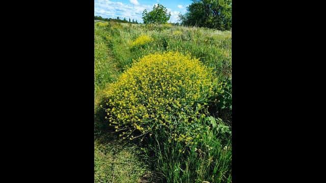 Летние краски на лоне природы. Ковыль на ветру 23 июня 20 смотреть онлайн