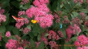 Спирея японская Дабл Плей Артиен (Гален) 🌿 обзор: как ?