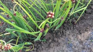 Многоярусный лук